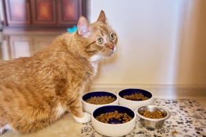 How the Right Supplement Can Help Improve Digestive Health in Cats How the Right Supplement Can Help Improve Digestive Health in Cats